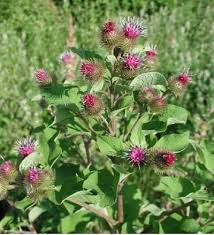 burdock